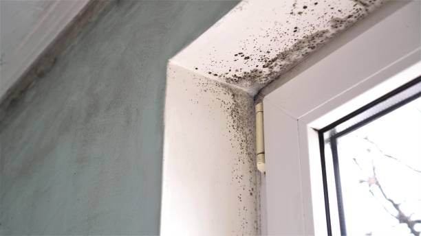 Best Air Quality Testing for Mold Spores  in Sauk Centre, MN