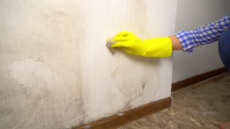 Trusted Sauk Centre, MN Mold Removal Experts